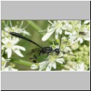 Gasteruption sp - Gichtwespe w02b 14mm.jpg